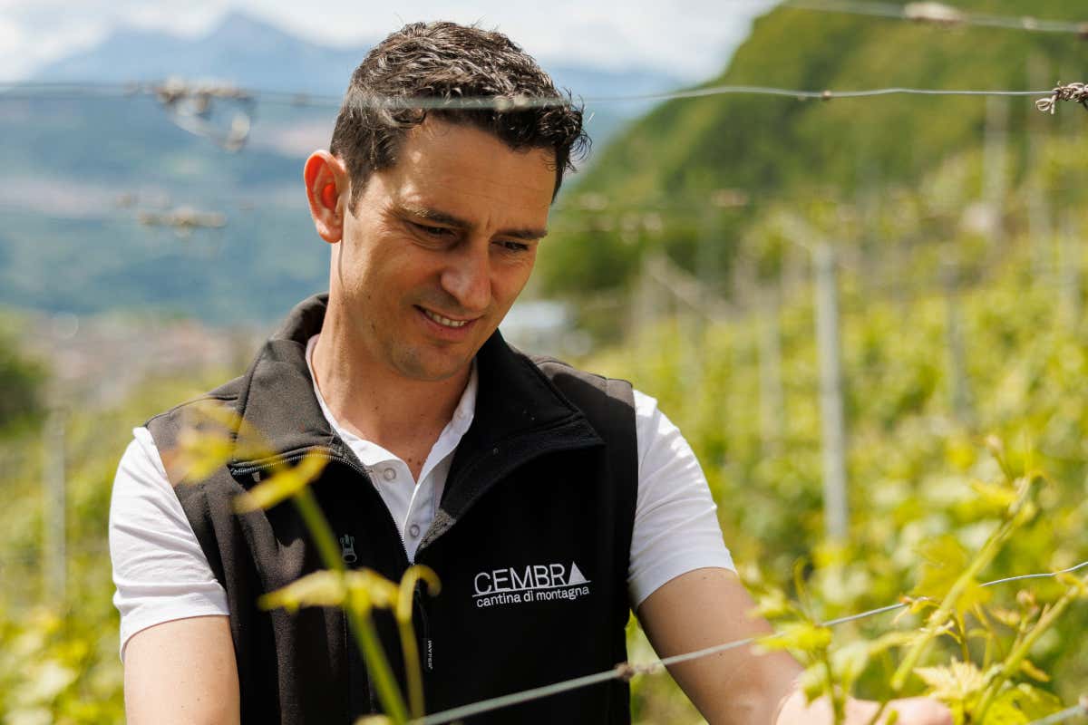 Val di Cembra, il territorio che plasma il Pinot Nero: il TrentoDoc che nasce a 700 metri Val di Cembra, il territorio che plasma il Pinot Nero: il TrentoDoc che nasce a 700 metri